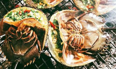 Đặc sản đắt hơn tôm, ghẹ, thuộc dạng quý hiếm ở Quảng Ninh: Bộ phận nào cũng nấu được, vị “kén người ăn”