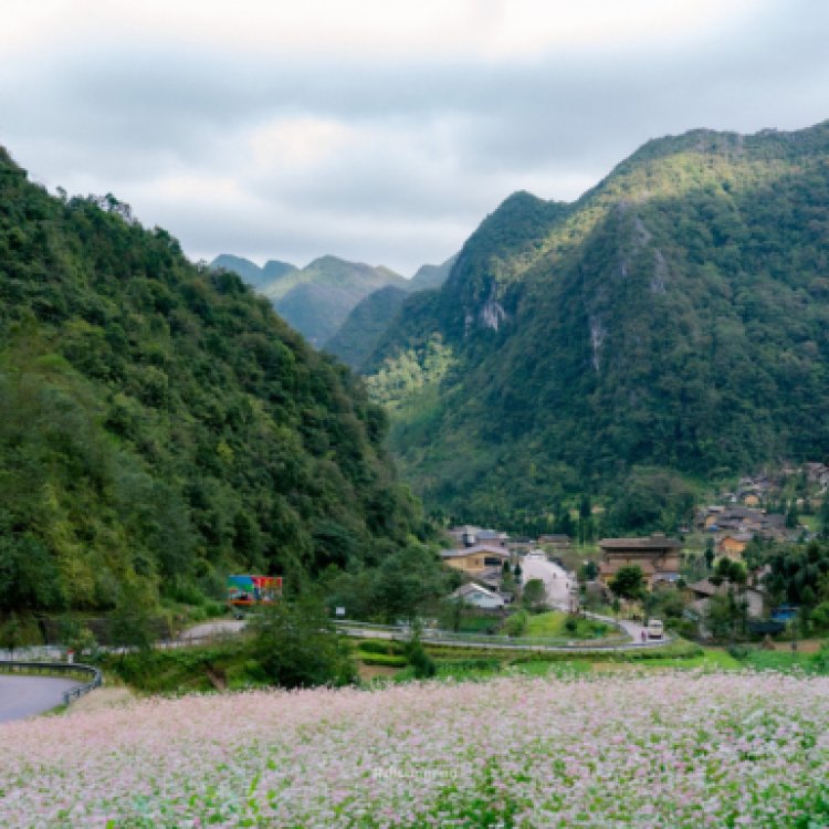 Bạn đã sẵn sàng cho mùa tam giác mạch ở Hà Giang chưa?